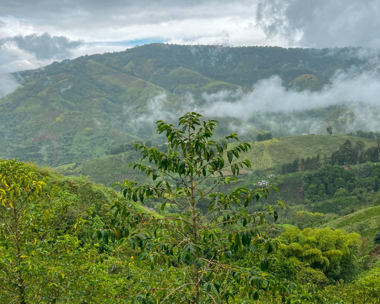 Reina de Saba