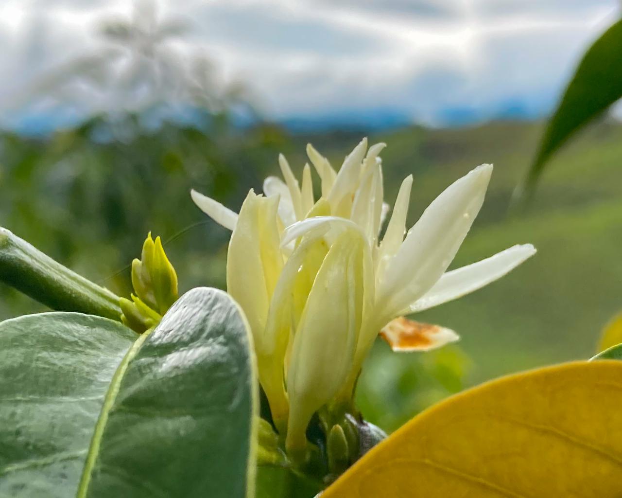 Reina de Saba