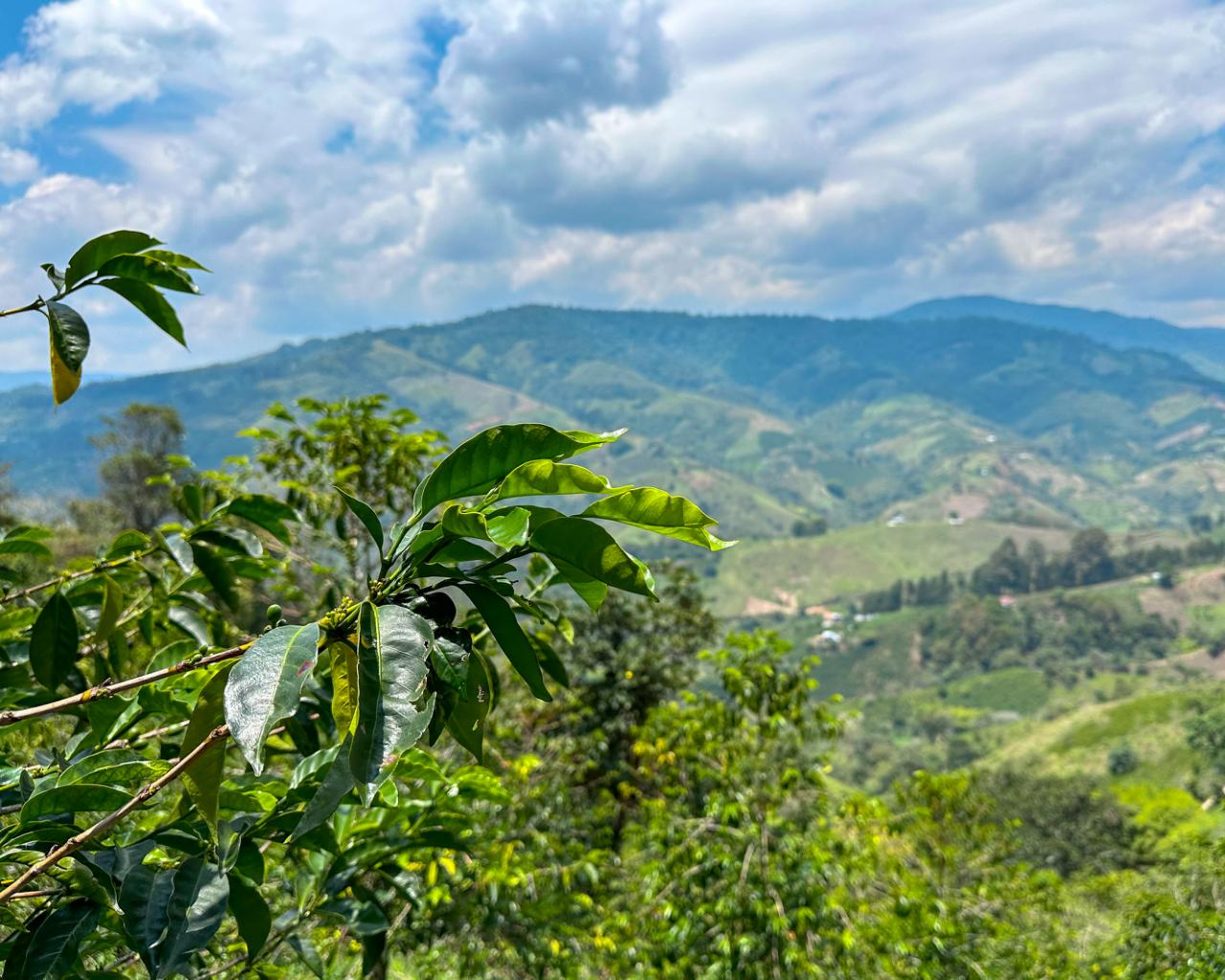 Reina de Saba